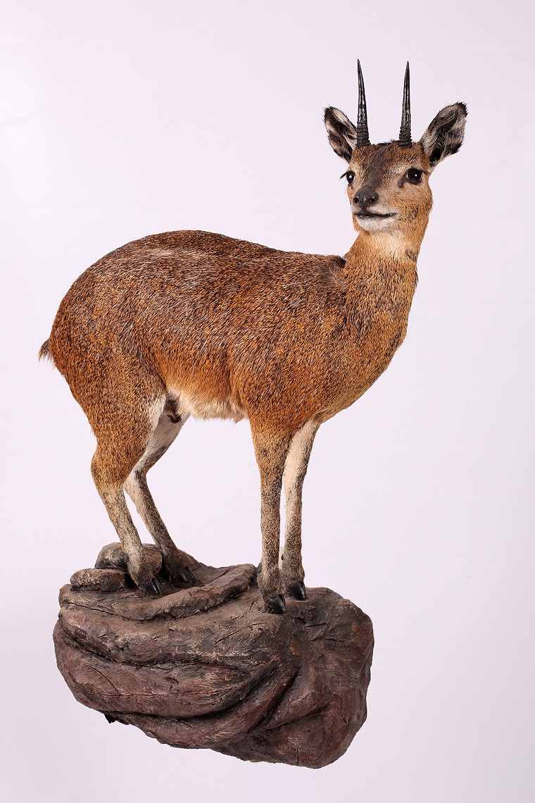 Full Mount